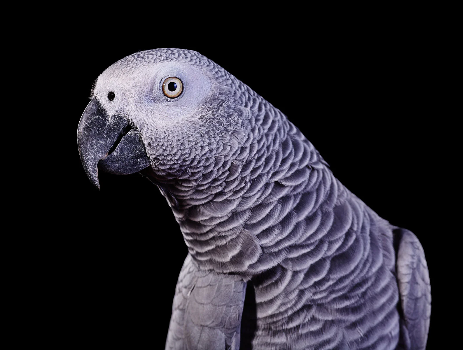 animals-photo-32.jpg