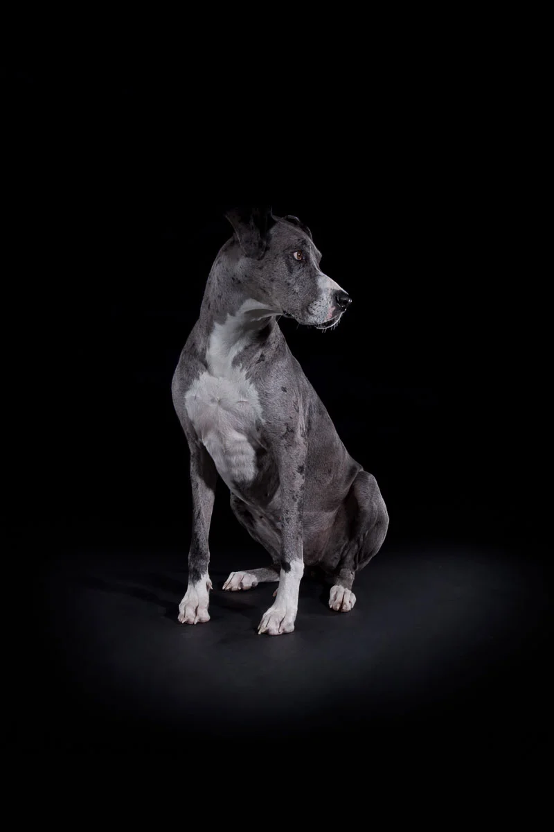 animals-photo-34.jpg