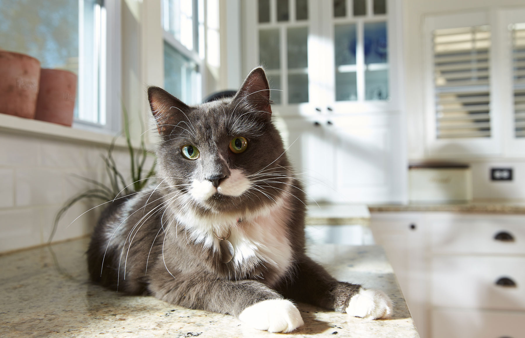 animals-photo-36.jpg