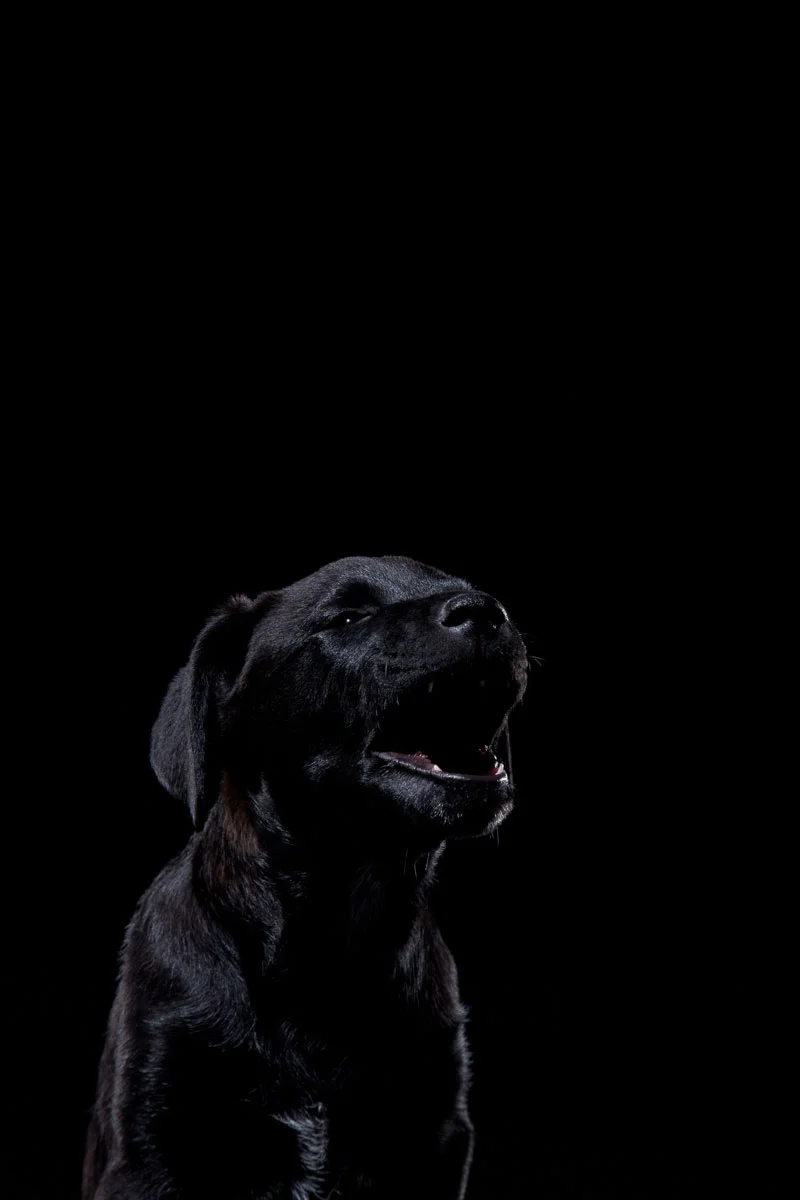 animals-photo-39.jpg