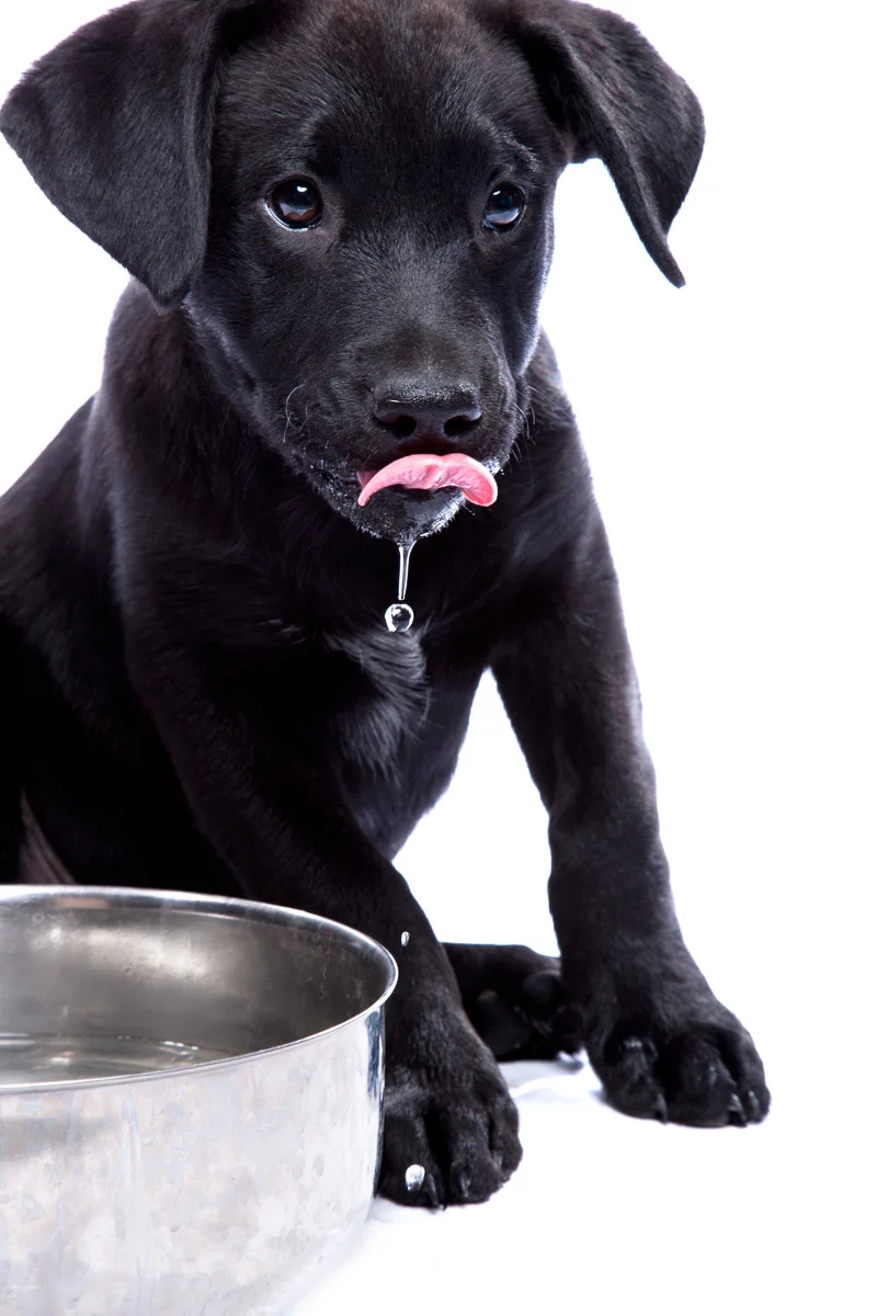 animals-photo-43.jpg