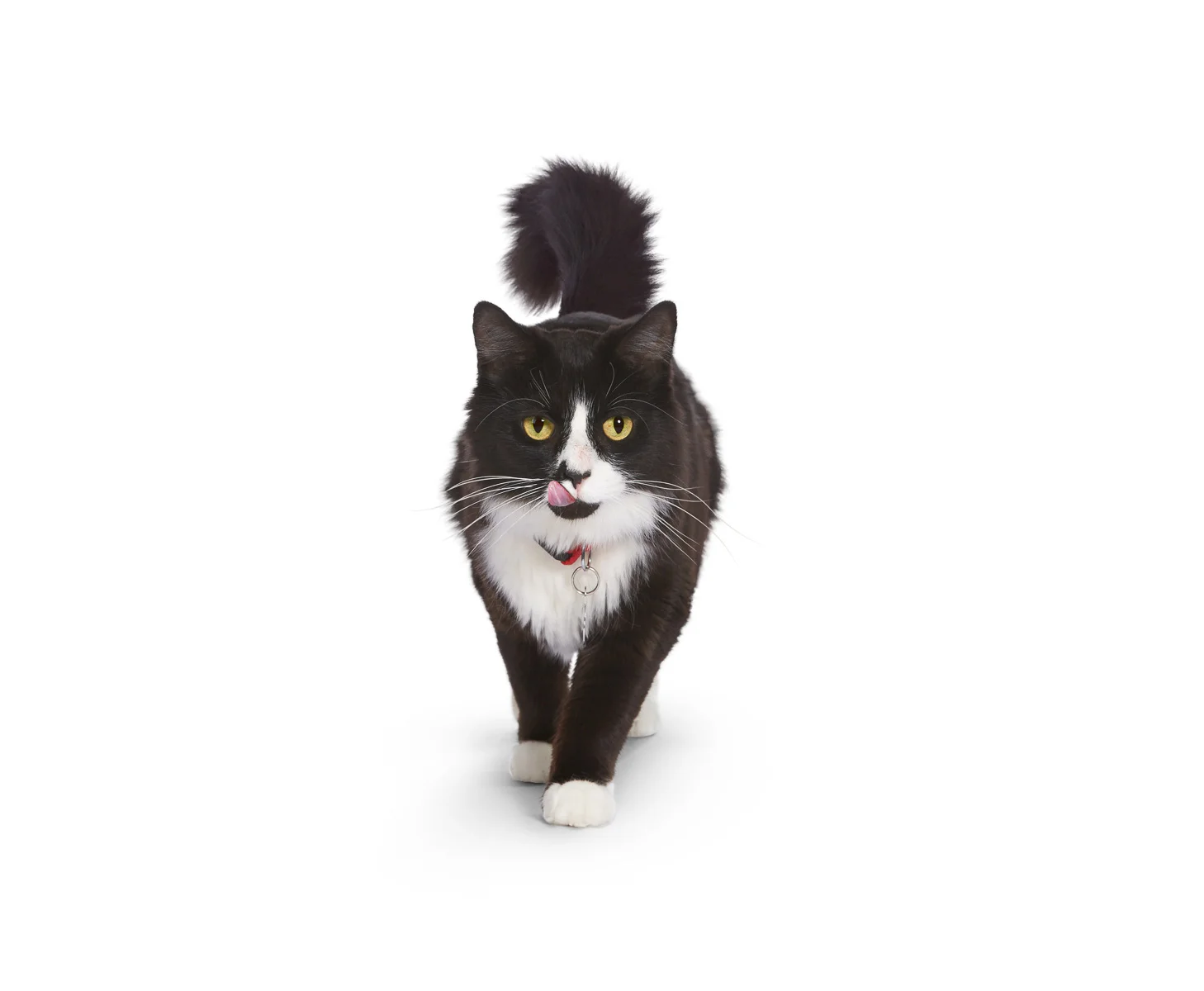animals-photo-47.jpg