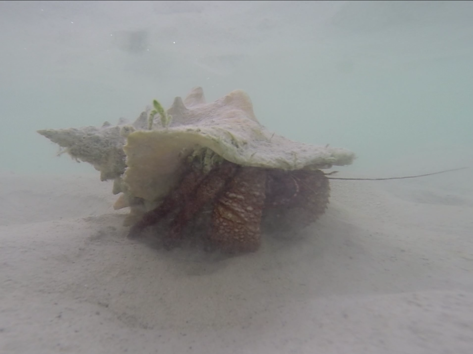 No luck diving for conch.... just a massive hermit crab