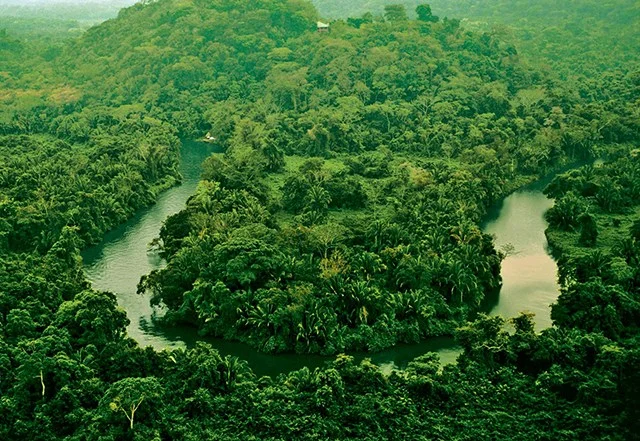 southern-belize-rainforest.jpg