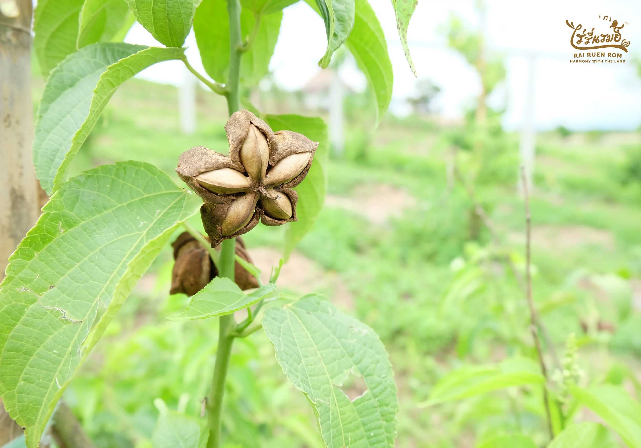 Fresh Product-18.jpg