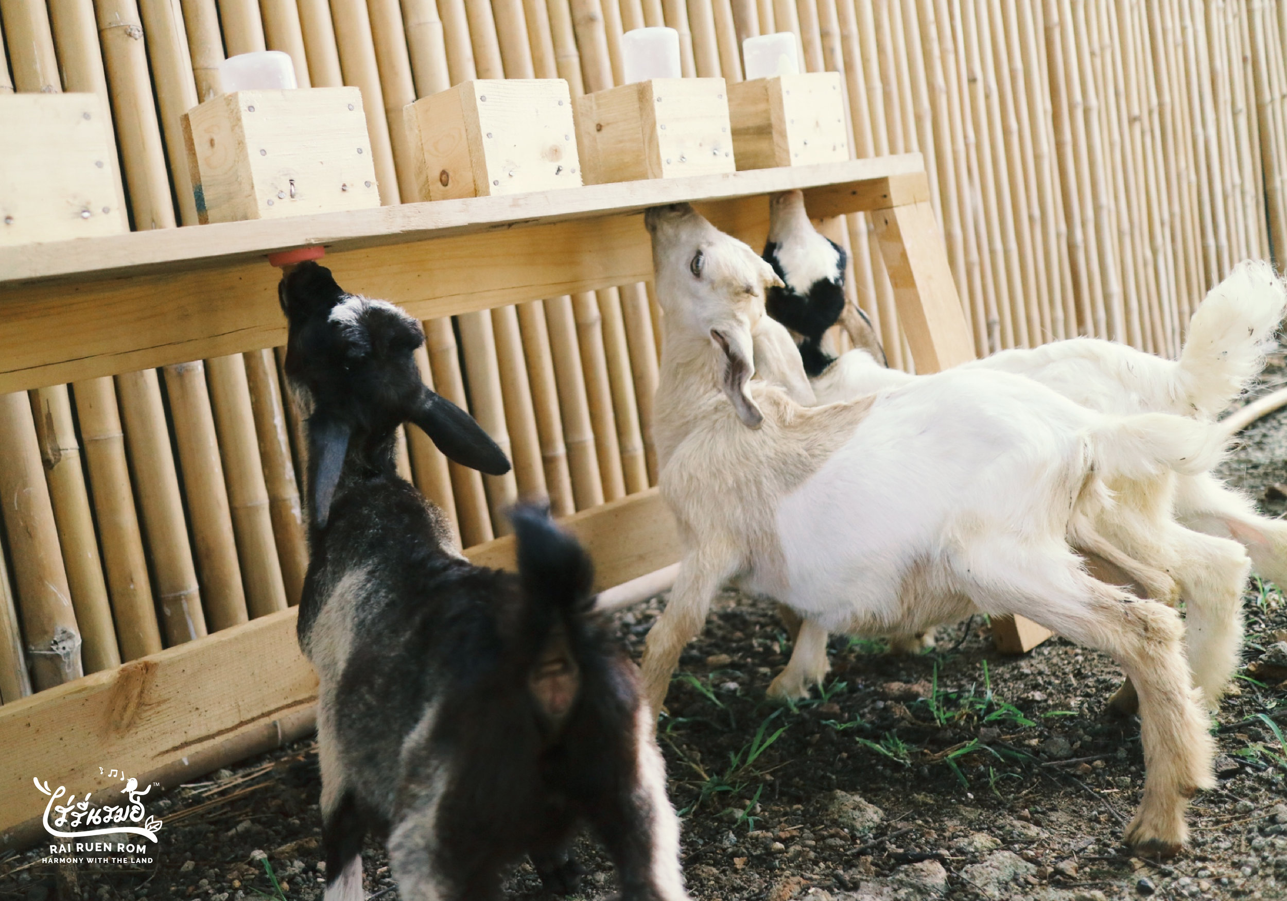 Animal-07.jpg