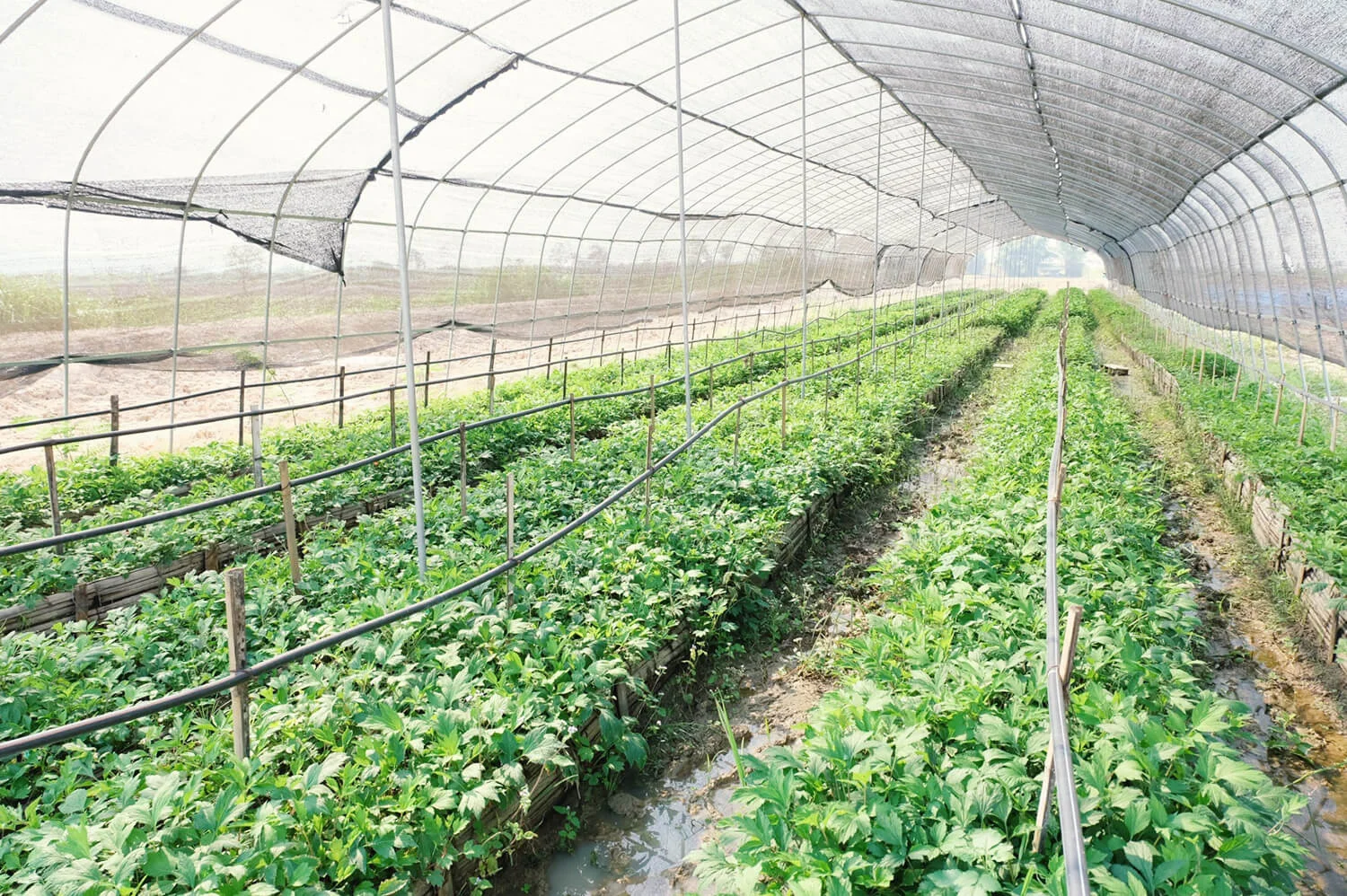 Farm จิงจูฉ่าย.jpg