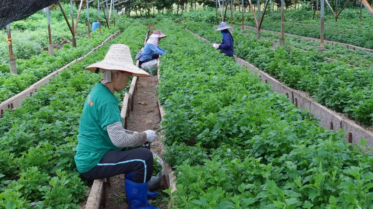 Four women working in a lush green farm or garden, harvesting or tending to crops under a shaded structure.