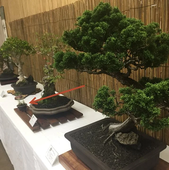 bonsai.jpg