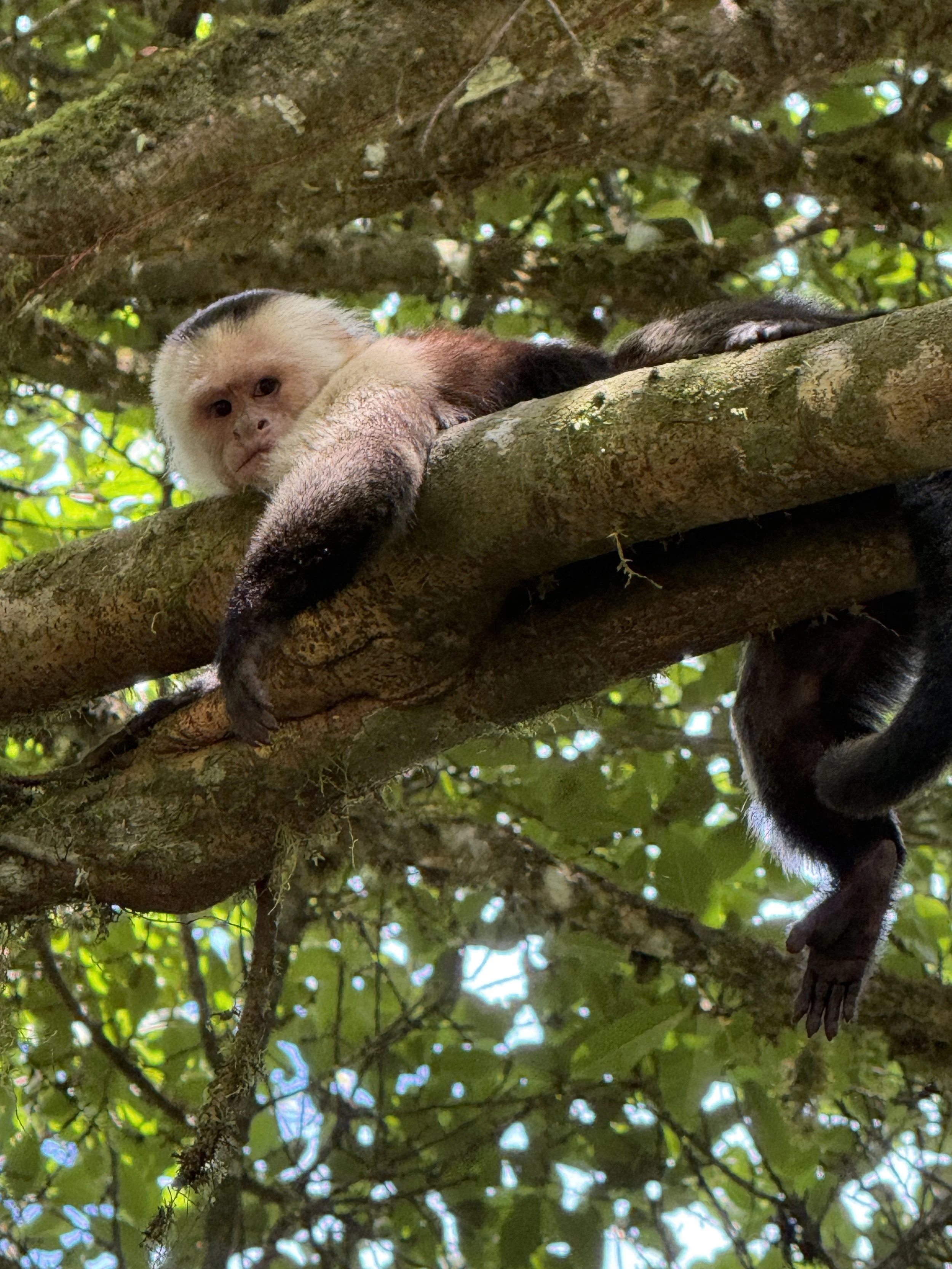MONTE AZUL CENTRO DE ARTE, COSTA RICA (2026)