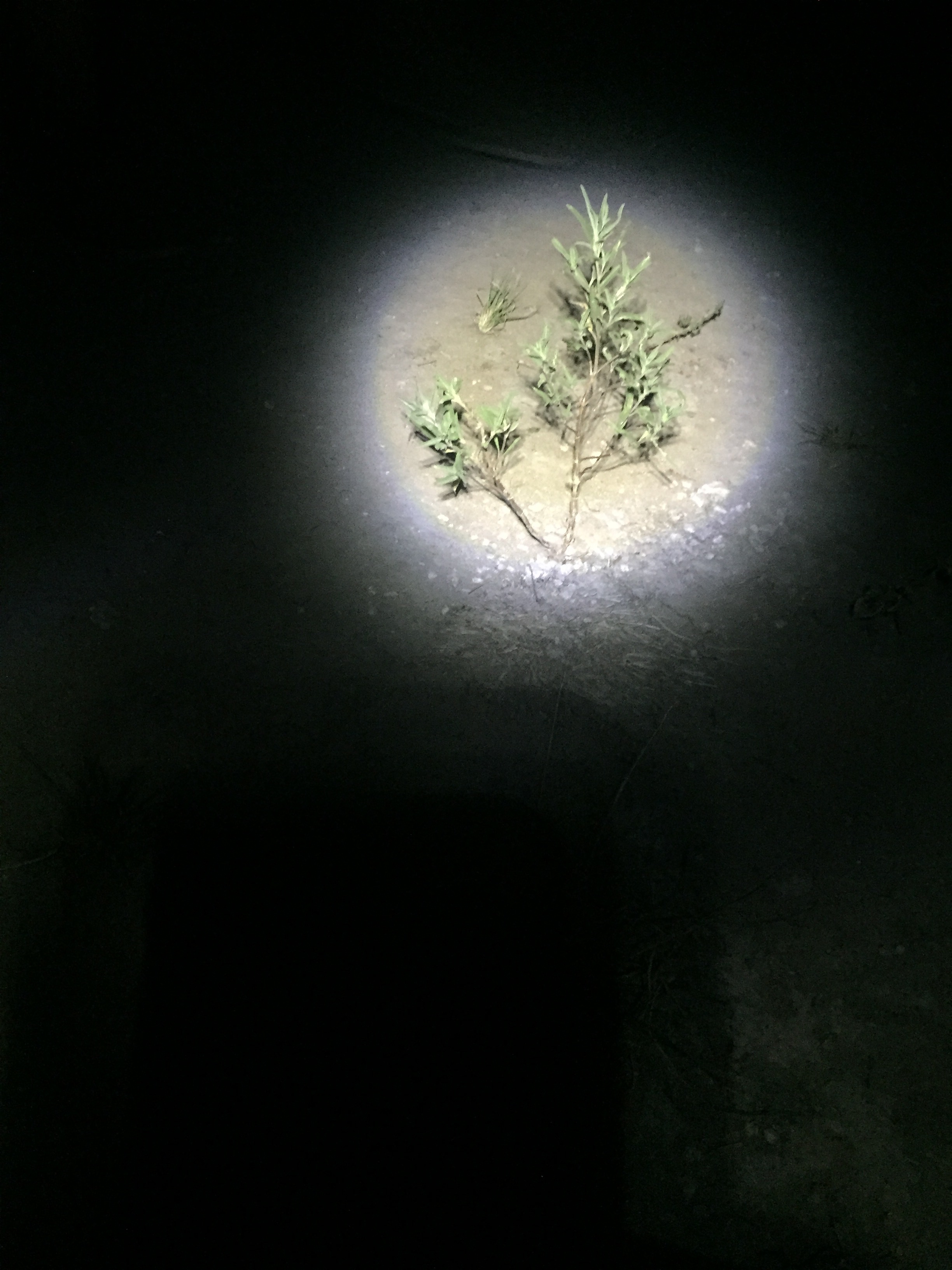 Illuminated shrub.