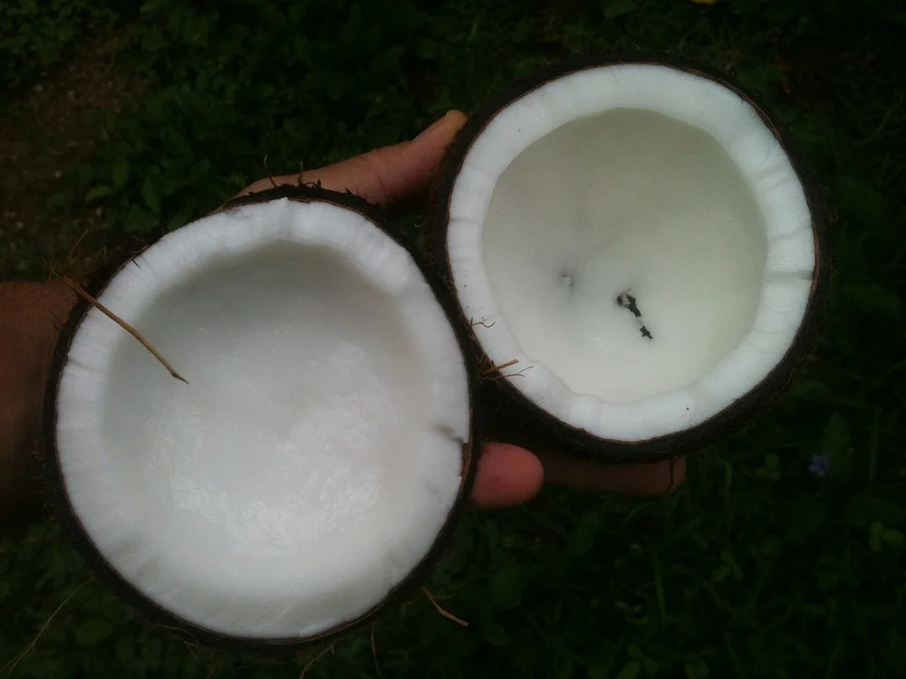 10 Facts About Coconut Oil