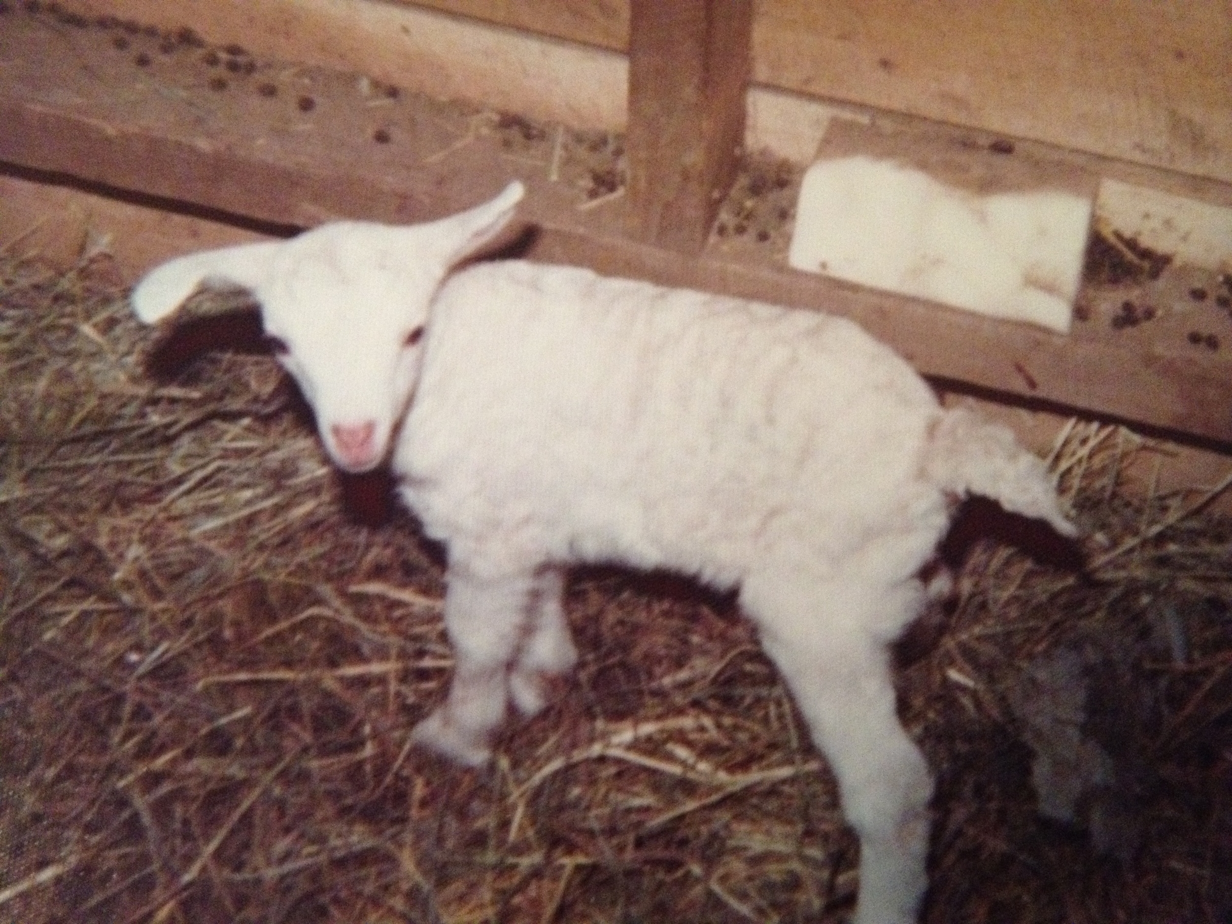 Milkyway the day she was born.JPG