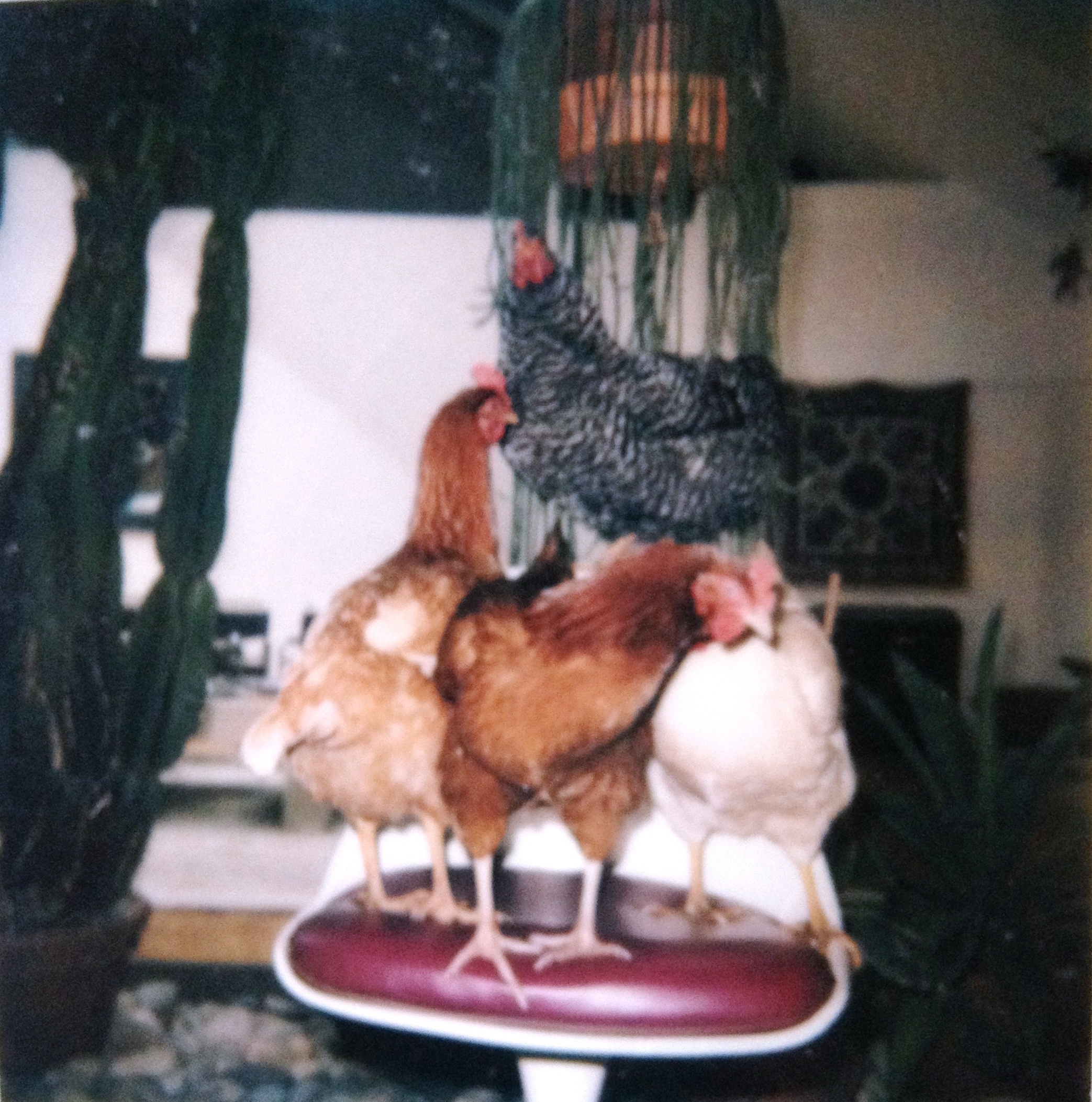 chickens on the chair cropped.jpg