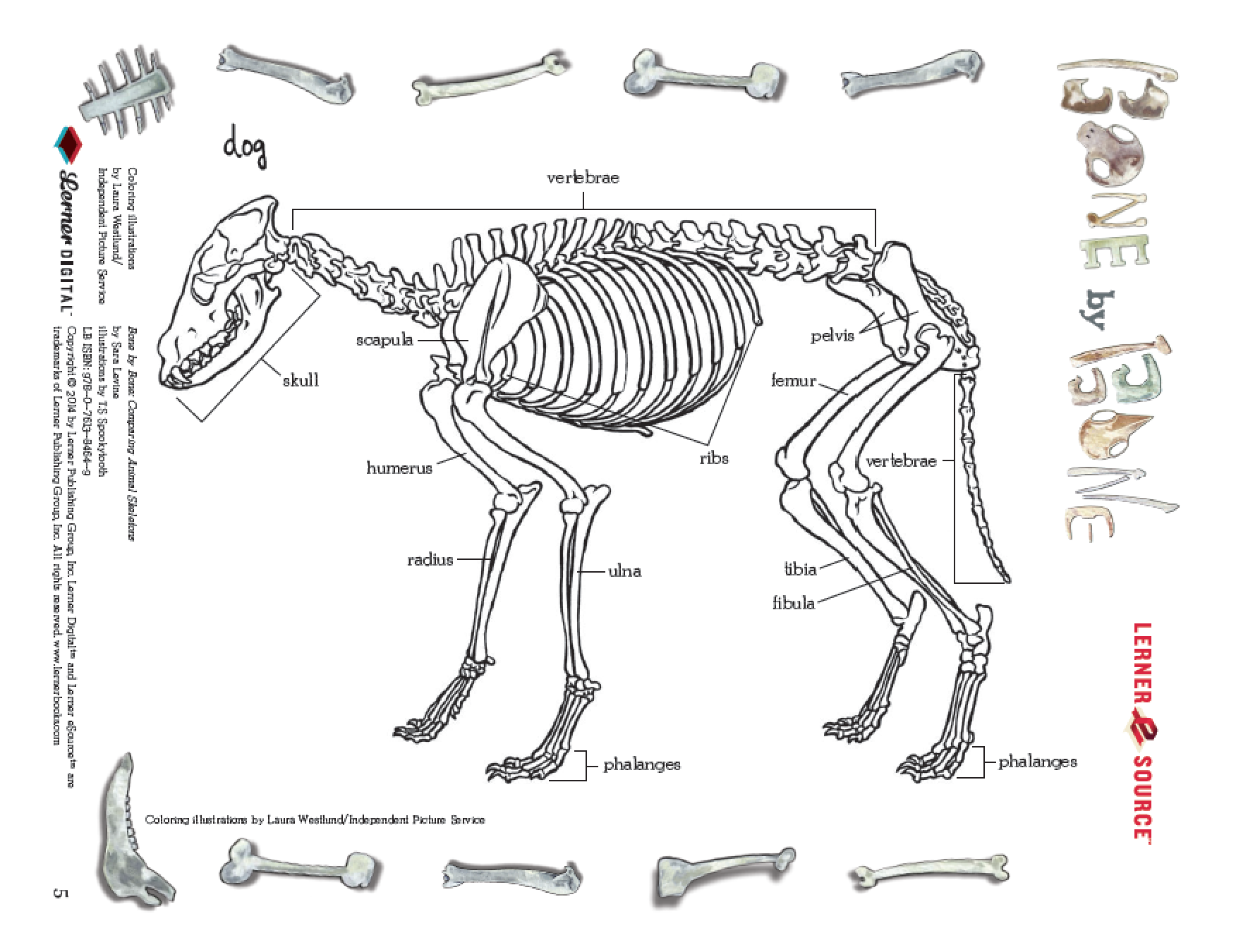 A page from the Bone by Bone activity guide.