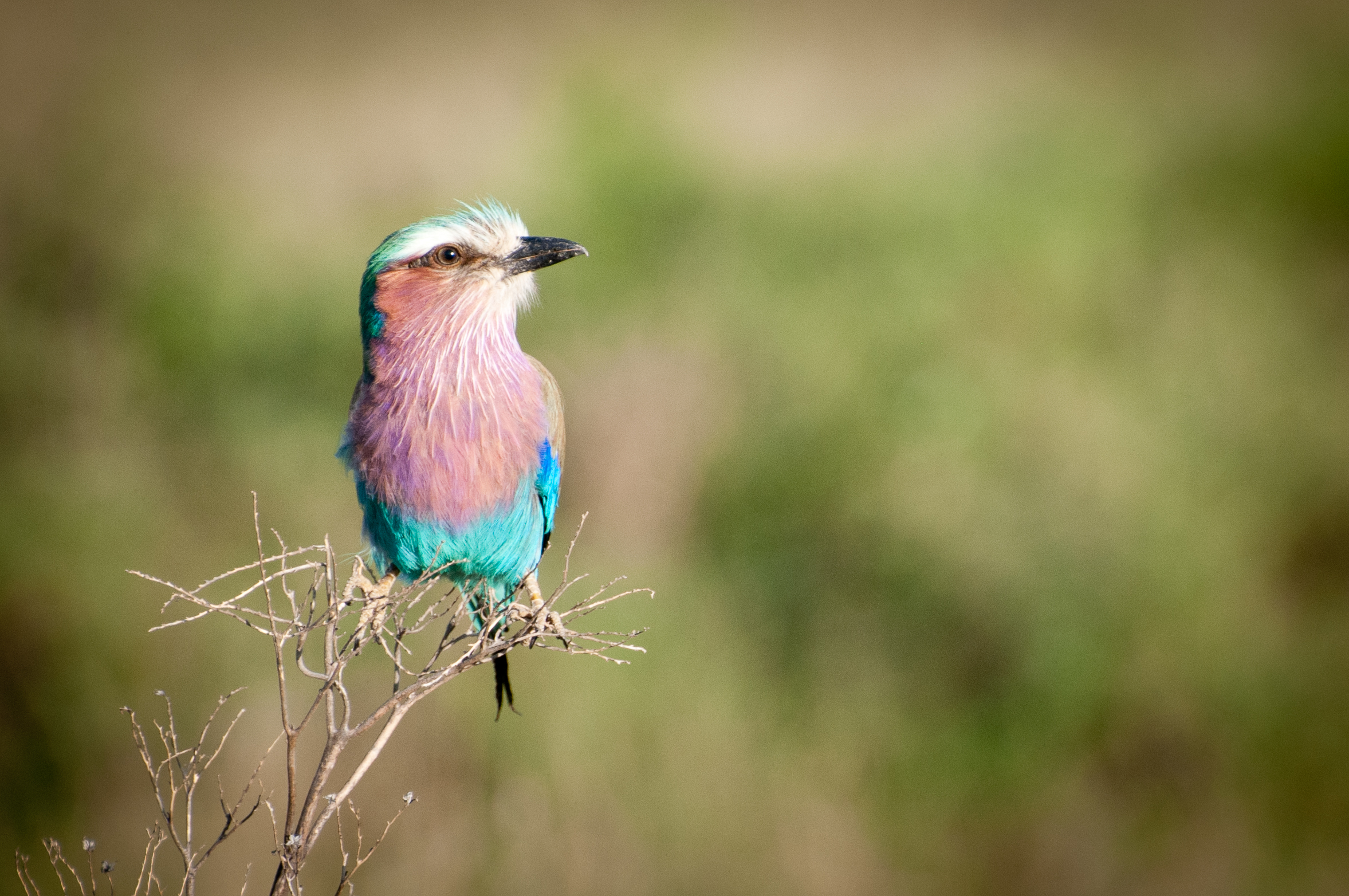 Lilac-breasted Roller, Masai Mara , Kenya