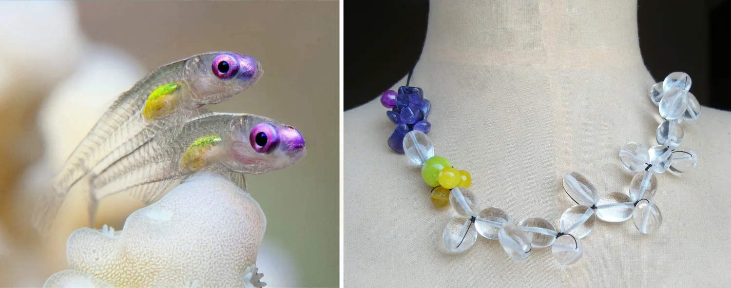 see-through-goby.jpg