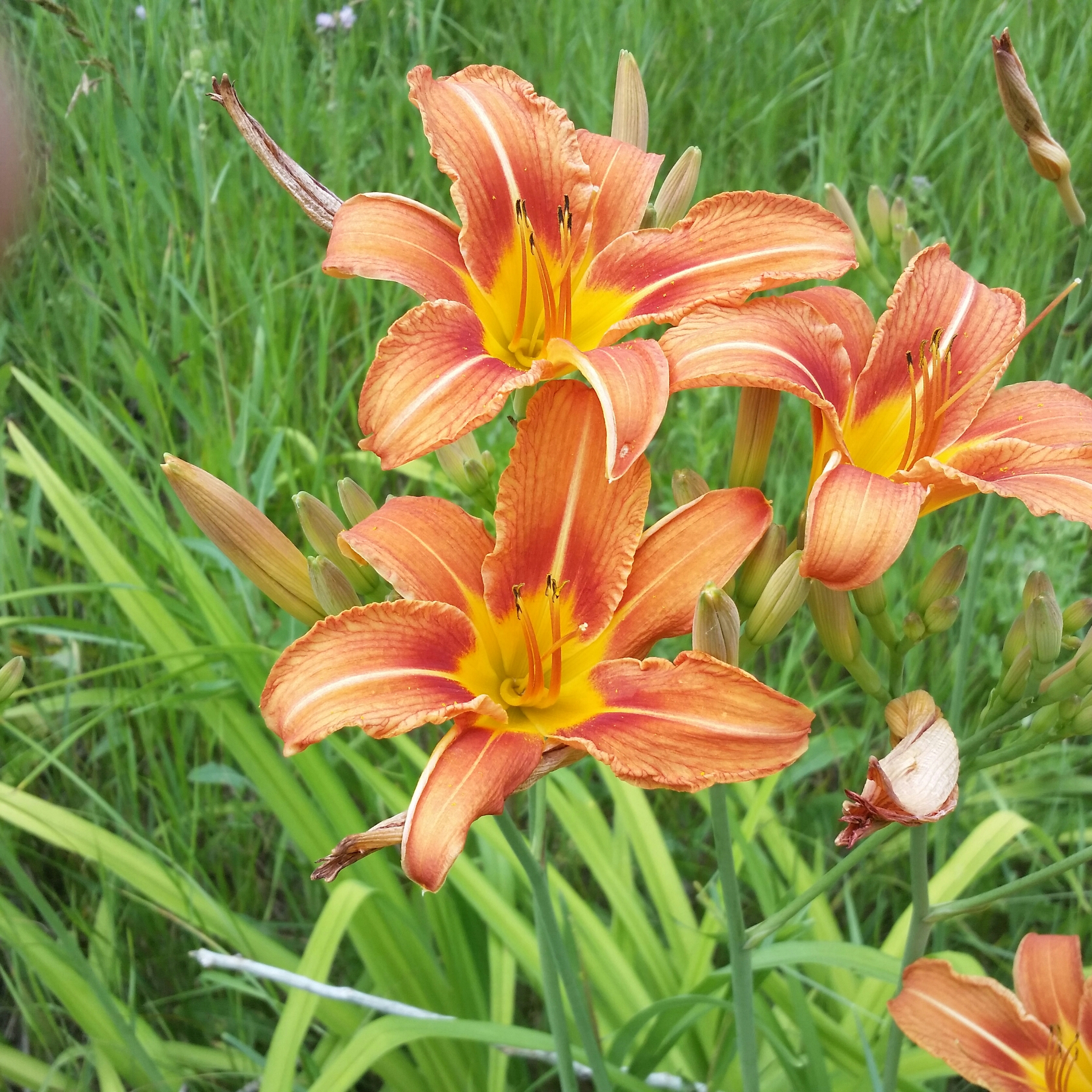 20150715_142742-1.jpg