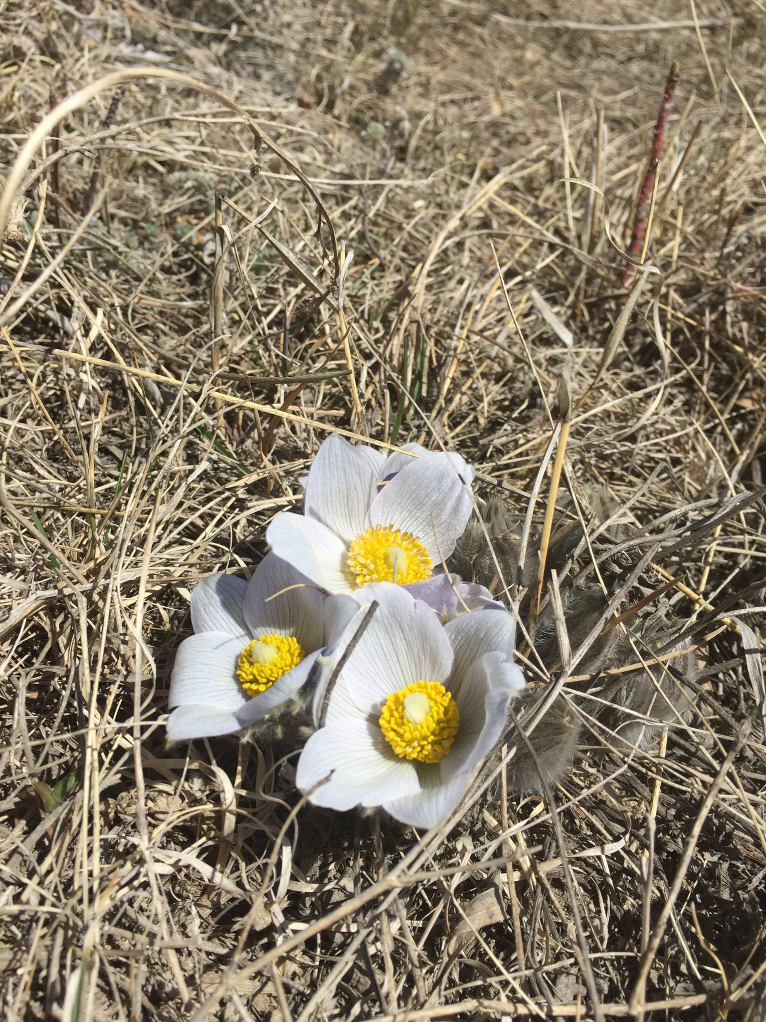 2018 crocus.jpg