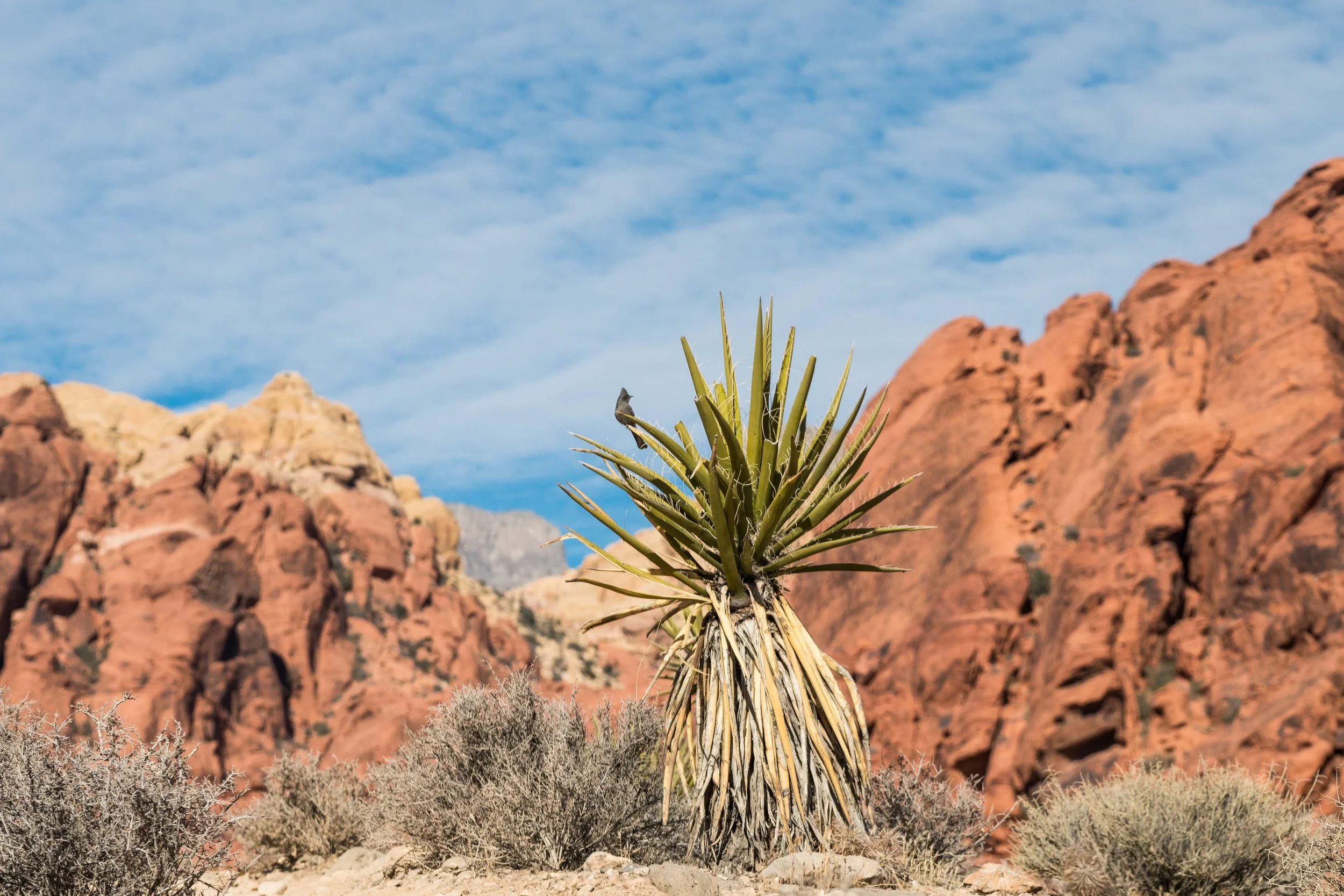 Red Rock Canyon, NV