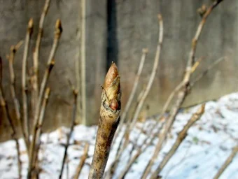 Tree peony buds in january