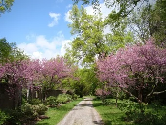 red buds, early may