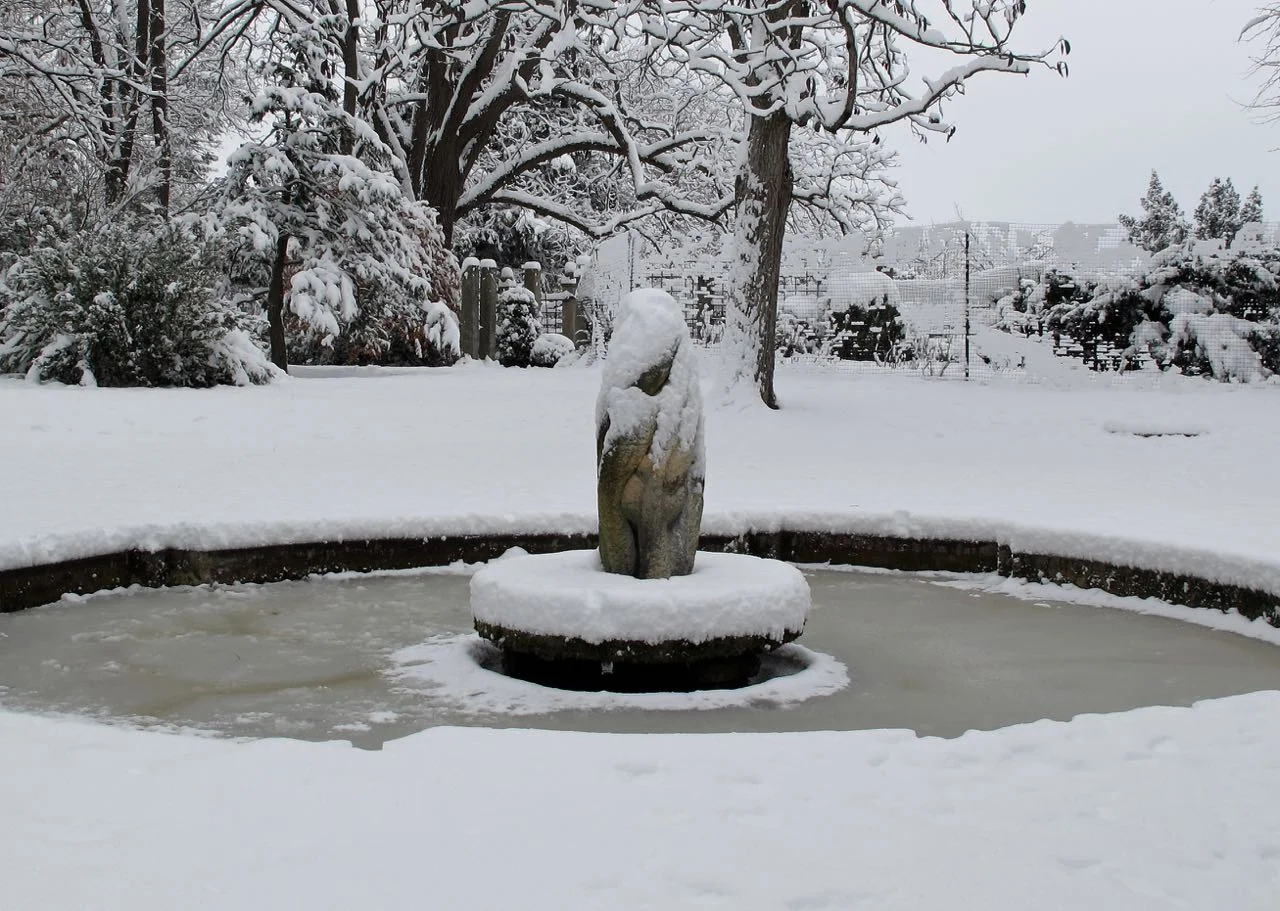 lily pool in winter
