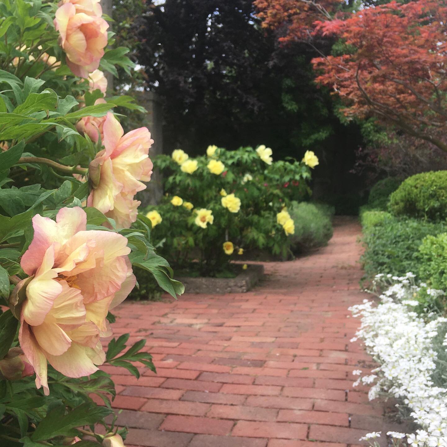 Just a handful of spots are available for the final Tree Peony Festival day this Sat, May 29!

If you can&rsquo;t visit that day, check out our scheduled Open Garden Days sprinkled through June and July! Reservations are required - see our website li