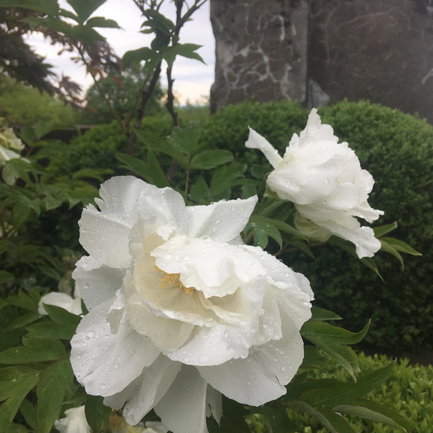 Good morning from the fridge! There are a few spots open for our last Tree peony Festival day if you and your winter coat are feeling adventurous..!

Reservations at Linwoodgardens.org.

@sweetartsbakery will have coffee and treats!