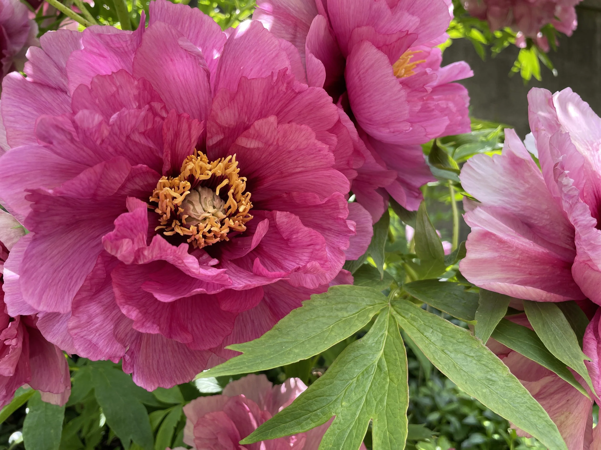 Pink tree peony 'Leda'