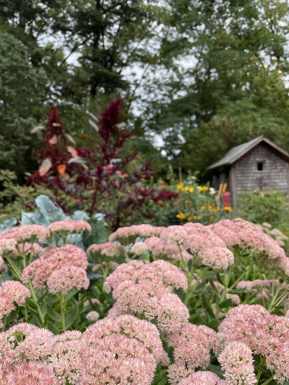Open Garden Days — Linwood Gardens