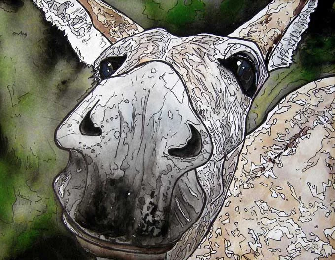 Donkey