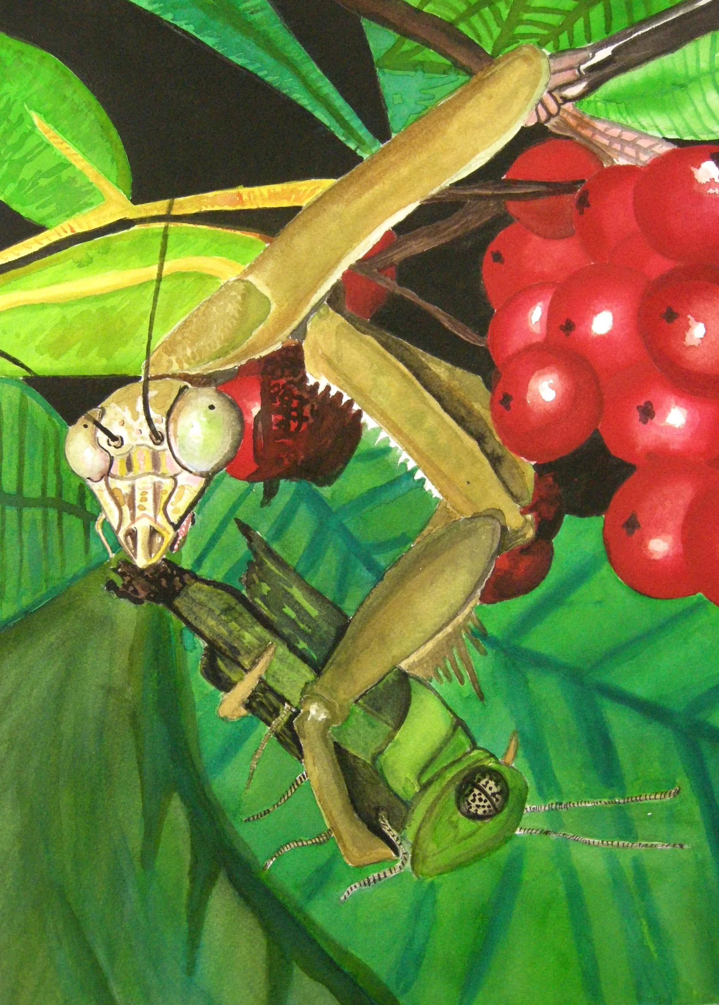 Mantis