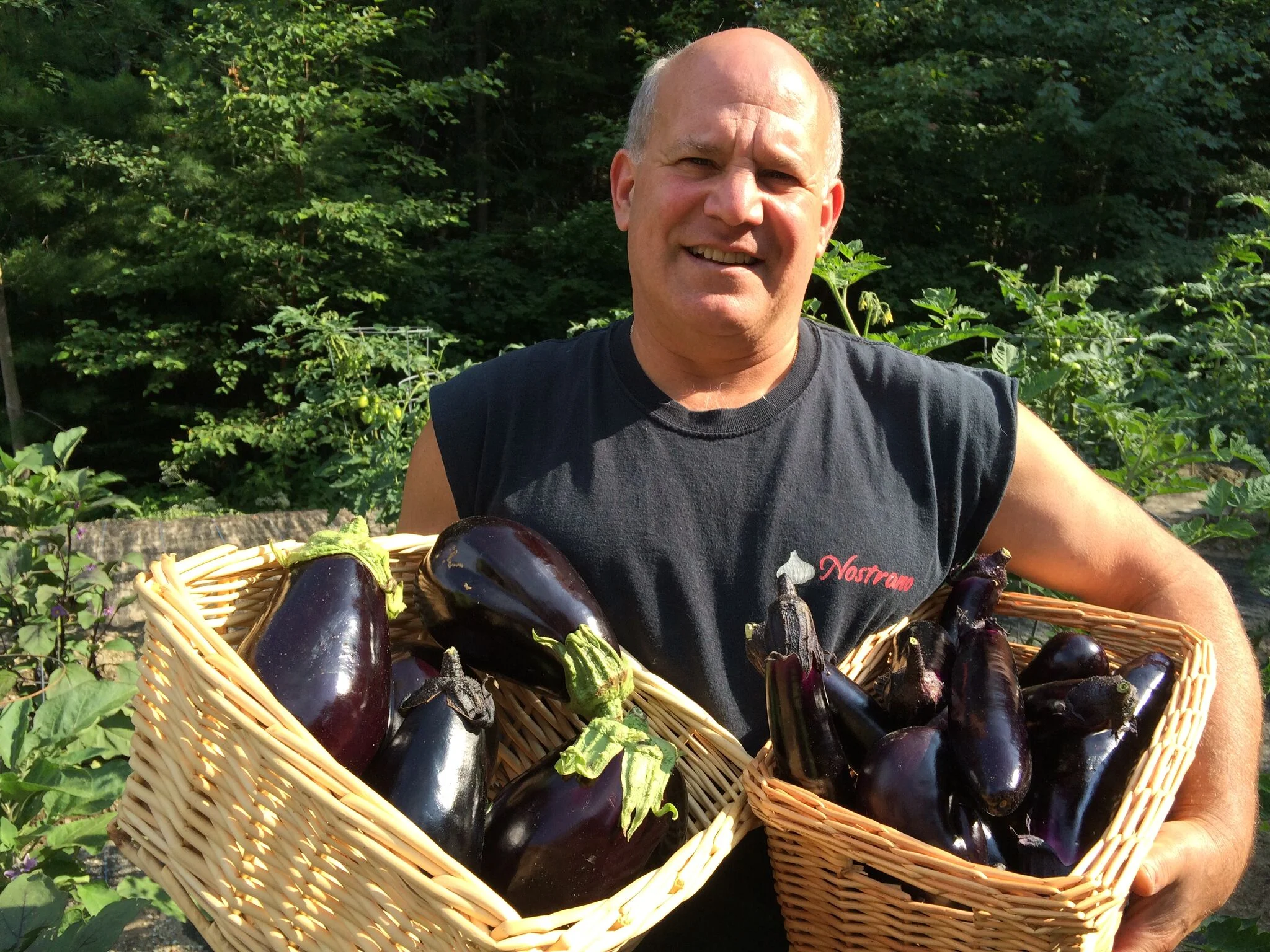 Chef Frank Pendola, harvesting organic eggplants from his own garden on their property.