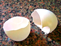 HDG - egg shells edited.jpg