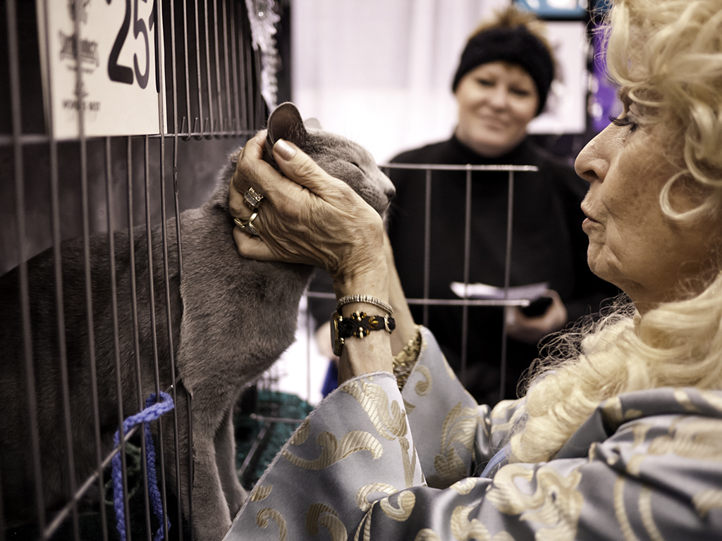 best of breed russian blue.jpg