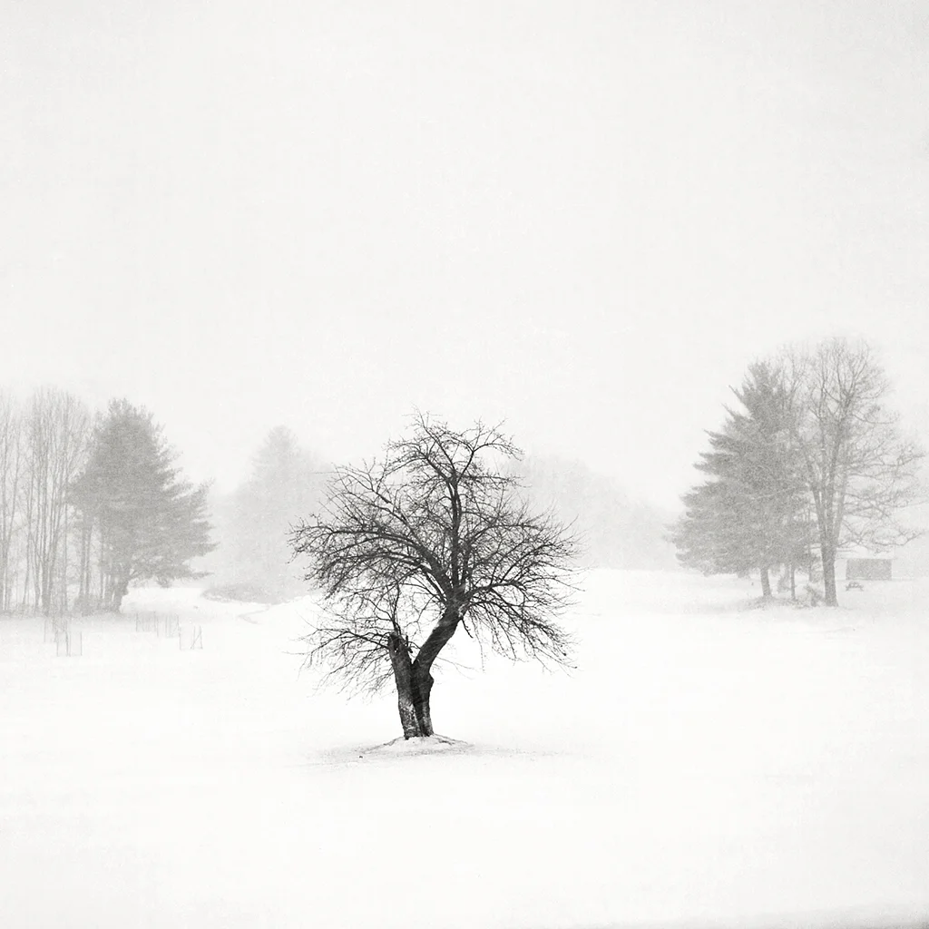 snowy.jpg