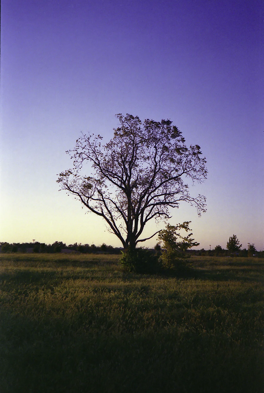 tree in field.jpg