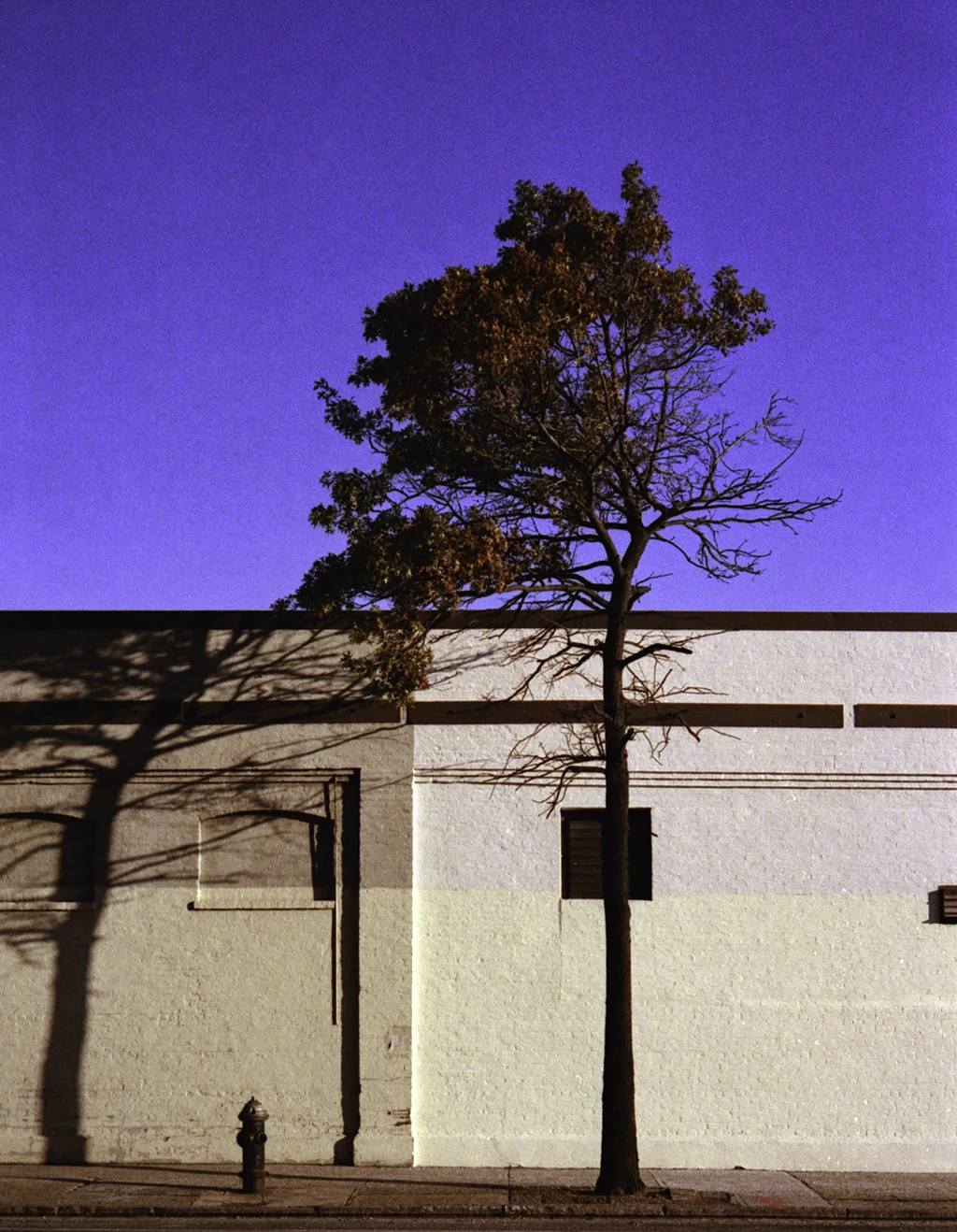 tree wall.jpg