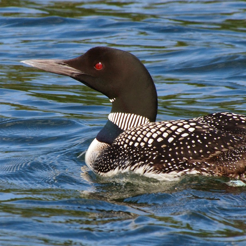 Loon