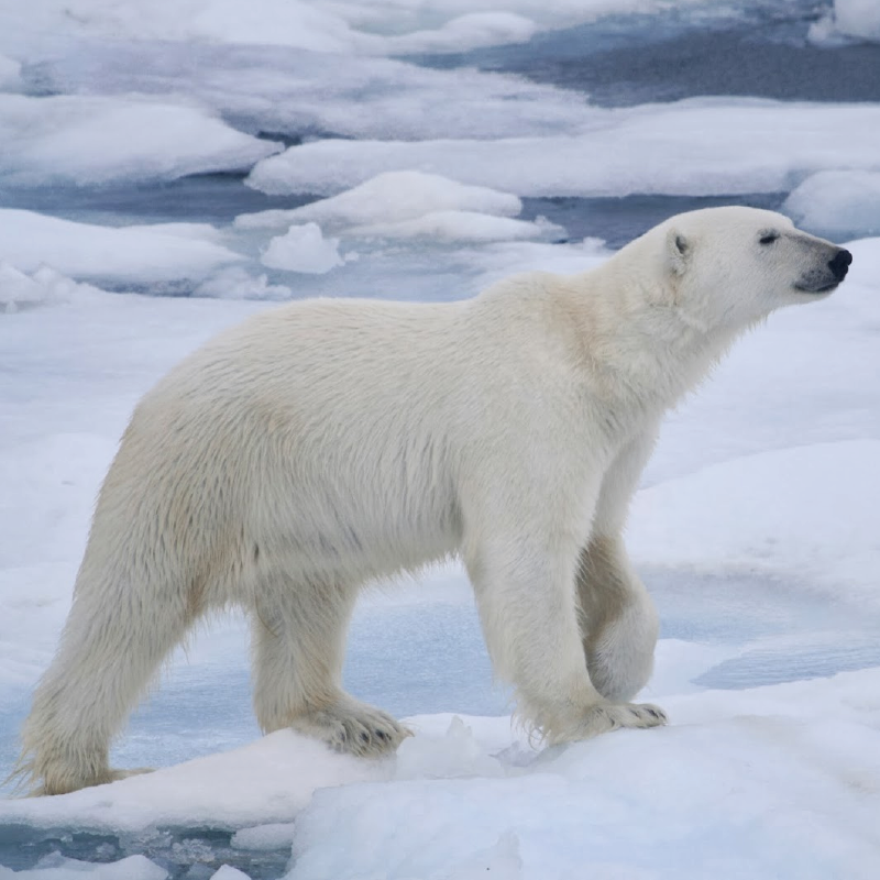 Polar Bear
