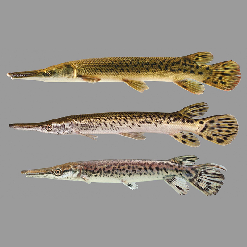 Gar Fish