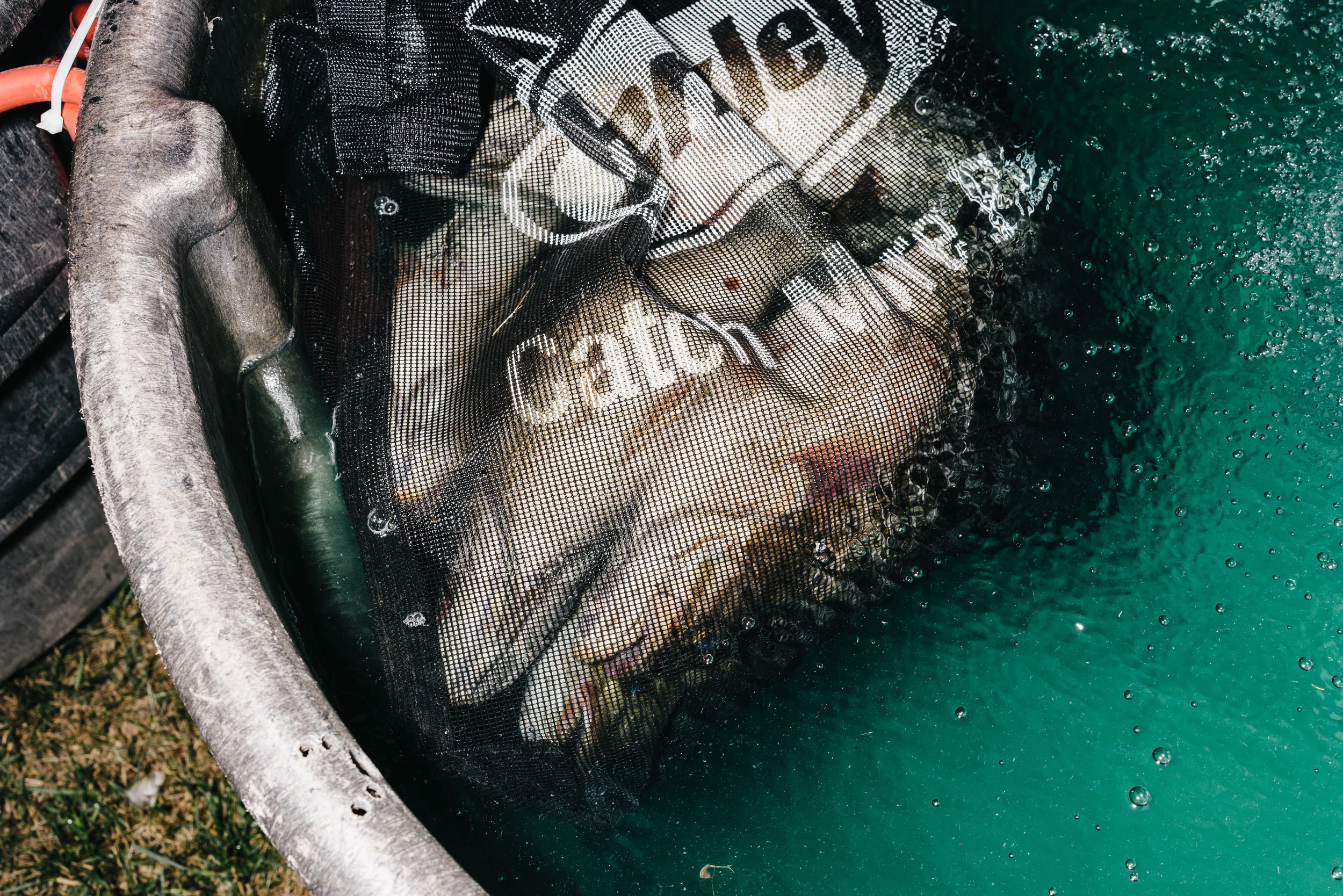 Bass 4 web-110.JPG