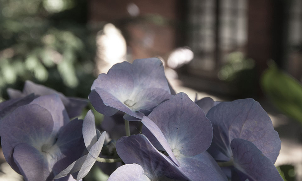 A view of the garden while working out will help you restore the balance in your life. 