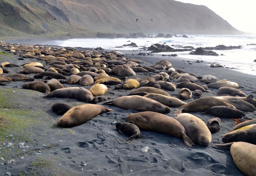 Elephant Seal Beach
