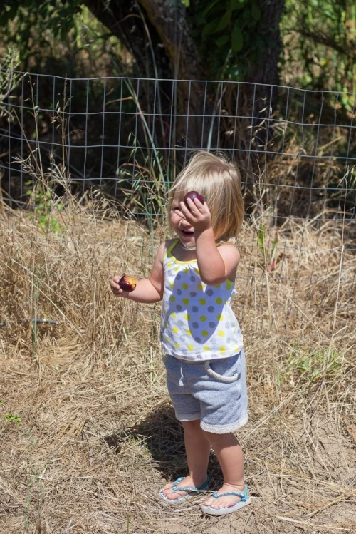 plum picking-2.jpg