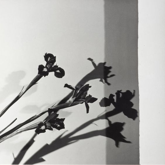 Robert Mapplethorpe