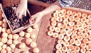 “Gifts of the Sun” ca. 1946 Del Monte dried fruit ad