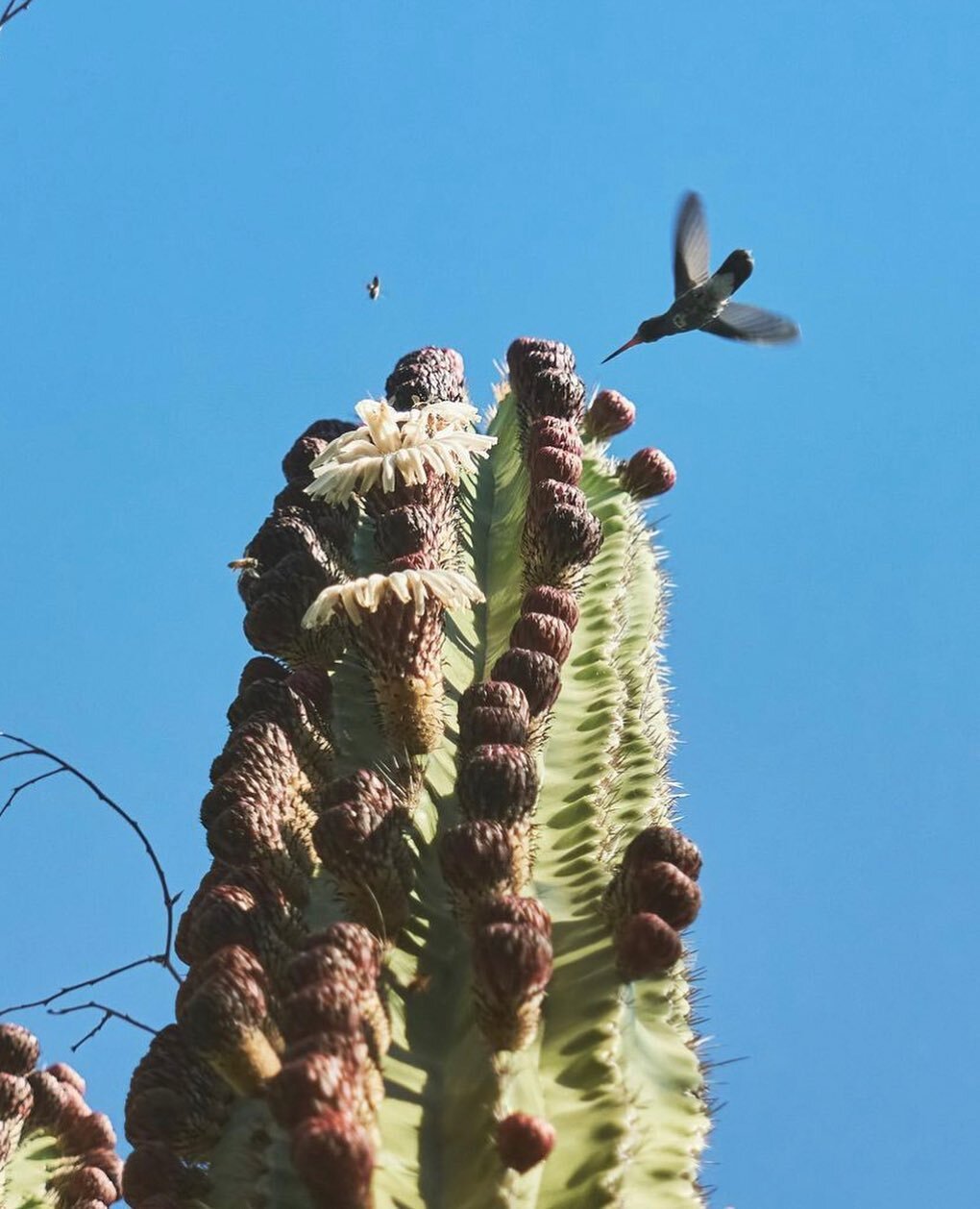 🌵

📷: @wandering.folks 

#hummingbird #abejas #parquelacolorada #alamossonora