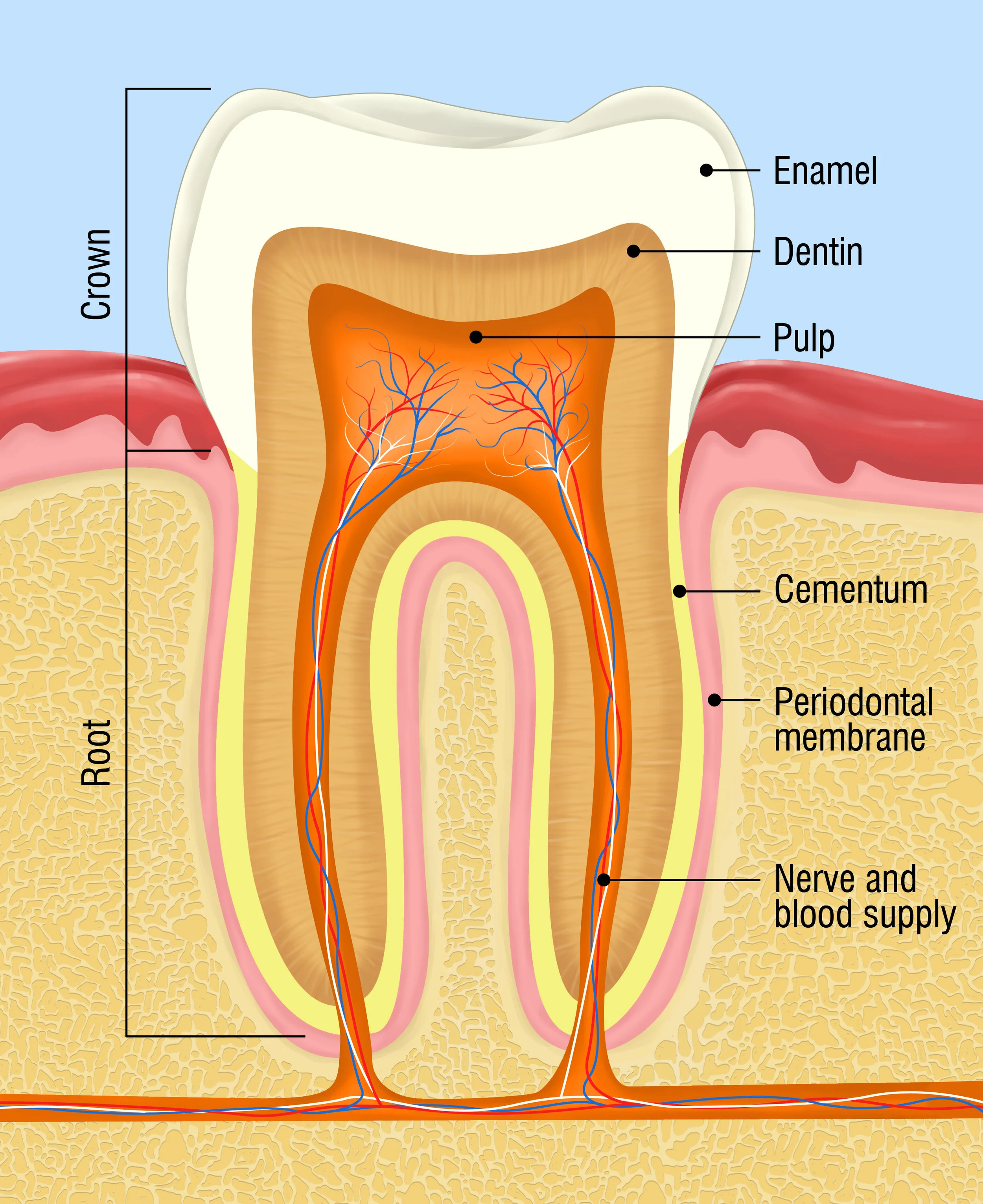 tooth anatomy.jpg